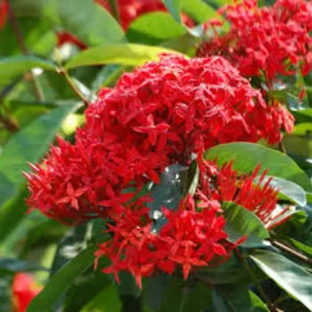 Unique Jasmine Plants